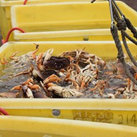 Commercial Crab Season Delayed