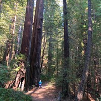 Heroes of the Redwoods, Part 2