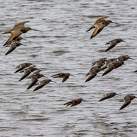 Godwit Days Kicks Off This Week