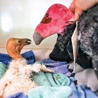 Caring for the Condors