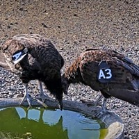 North Coast Condor Flock Spreads Its Wings