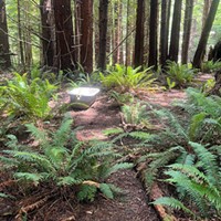 Hiking in the Headwaters Forest Reserve