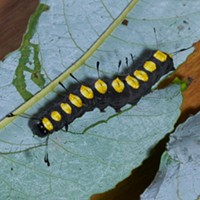HumBug: Dragonflies and Caterpillar