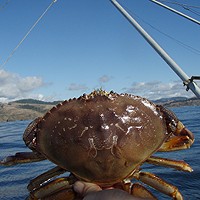 Crab Health Advisory Lifted