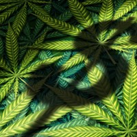 The Marijuanapocalypse