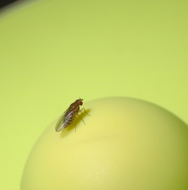 Close up of fruit fly on fermenting lid. - PHOTO BY ANTHONY WESTKAMPER