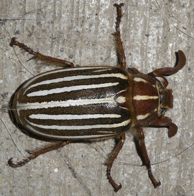 The common and distinctive 10-lined June bug on my front porch. - PHOTO BY ANTHONY WESTKAMPER