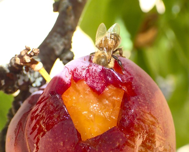 A honeybee gorging on a green gage plum. - PHOTO BY ANTHONY WESTKAMPER