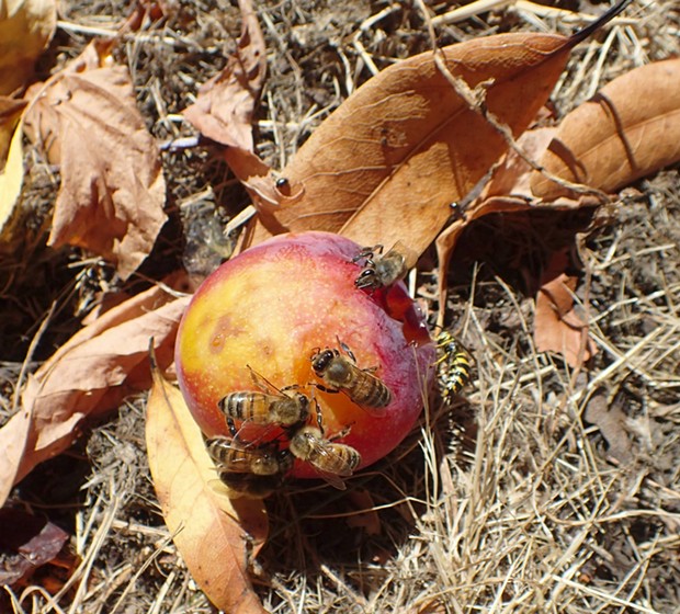 Honeybees sharing fruit with a yellow jacket. - PHOTO BY ANTHONY WESTKAMPER