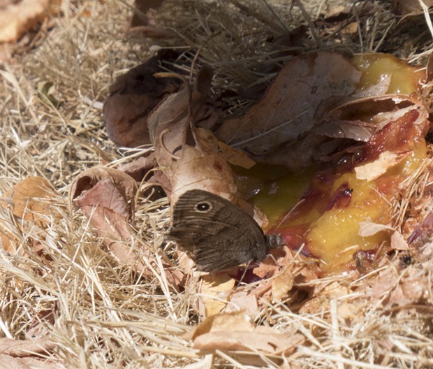 One of the wood nymph/satyr butterflies dines on rotting fruit. - PHOTO BY ANTHONY WESTKAMPER