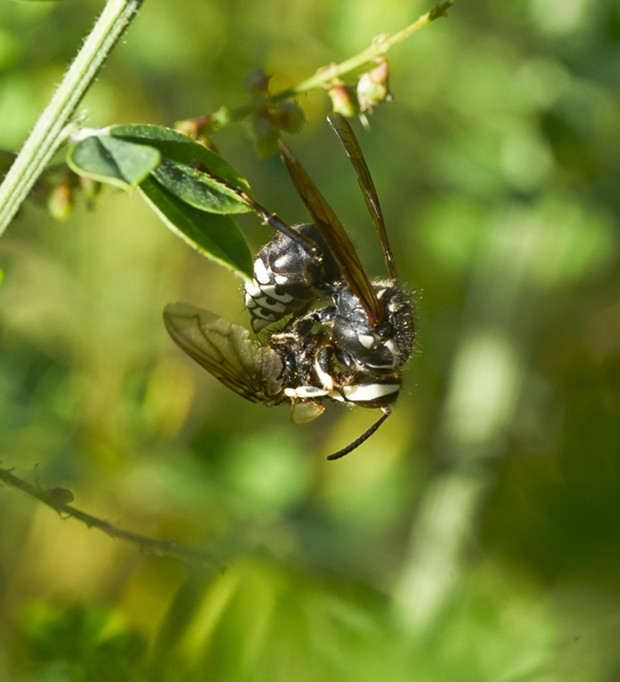 Bald faced hornet prepares tachnid fly for transport back to her hive. - PHOTO BY ANTHONY WESTKAMPER
