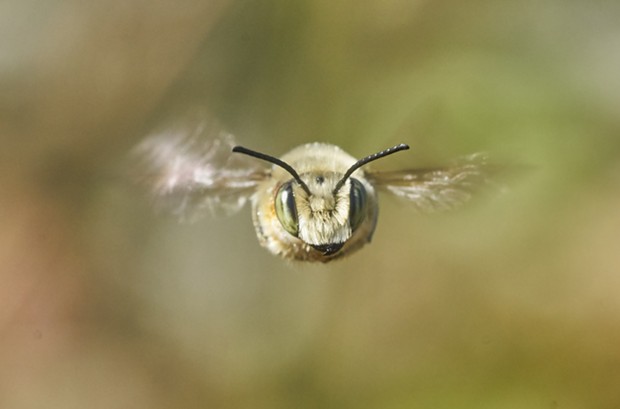 Hovering bee faces challenge. - PHOTO BY ANTHONY WESTKAMPER