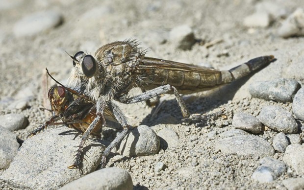 Robber fly dines on another species of fly. - PHOTO BY ANTHONY WESTKAMPER