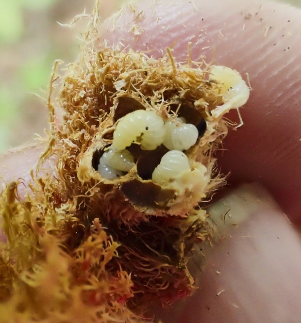 Tiny grubs of the gall wasp that produces the robin's pincushion. - PHOTO BY ANTHONY WESTKAMPER