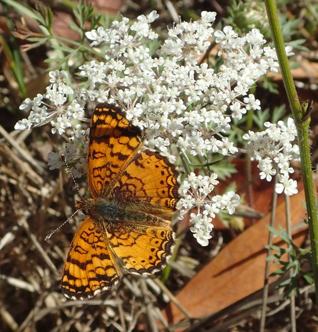 Mylitta crescent butterfly on Queen Anne's lace. - PHOTO BY ANTHONY WESTKAMPER
