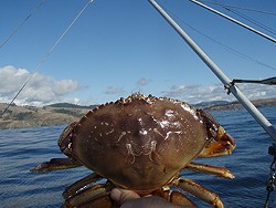 As crab season nears, domoic acid raises its ugly head. - C. JUHASZ/CDFW WEBSITE