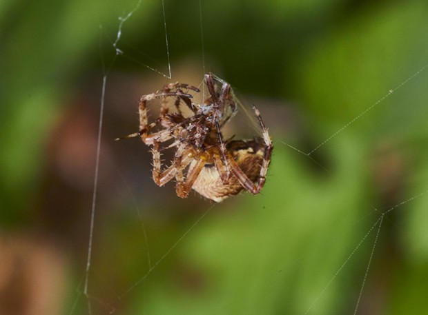The female starts to wrap male spider. - PHOTO BY ANTHONY WESTKAMPER