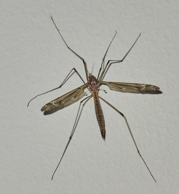 Crane fly, also not related but sometimes called "daddy longlegs." - PHOTO BY ANTHONY WESTKAMPER