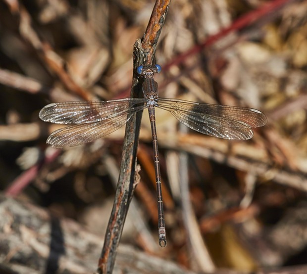 California spreadwing shows blue eyes. Damage to its wing indicates this is an old specimen. - PHOTO BY ANTHONY WESTKAMPER