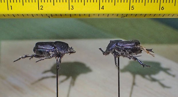 Life size image of the beetles. They're both a little more than 1 centimeter long. - PHOTO BY ANTHONY WESTKAMPER