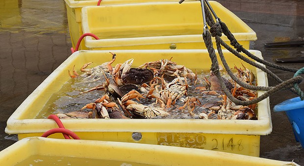 Our local Dungeness crab in Humboldt, where they should belong. - JENNIFER FUMIKO CAHILL