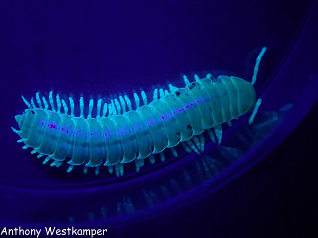 A millipede under black light, possibly a young cyanide millipede. - PHOTO BY ANTHONY WESTKAMPER