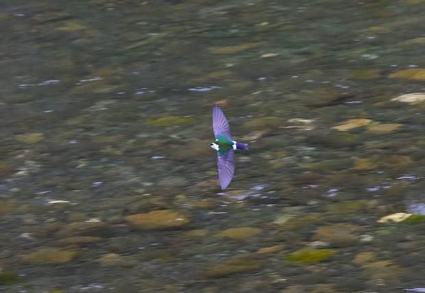 Violet-green swallow (Tachycineta thalassina) — an obligatory insectivore. - PHOTO BY ANTHONY WESTKAMPER