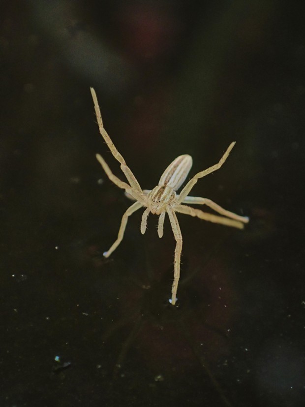 Slender crab spider, four legs in the air. - PHOTO BY ANTHONY WESTKAMPER