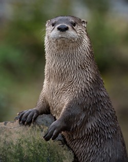 Otters have become a perennial favorite at the Sequoia Park Zoo. - GREG NYQUIST