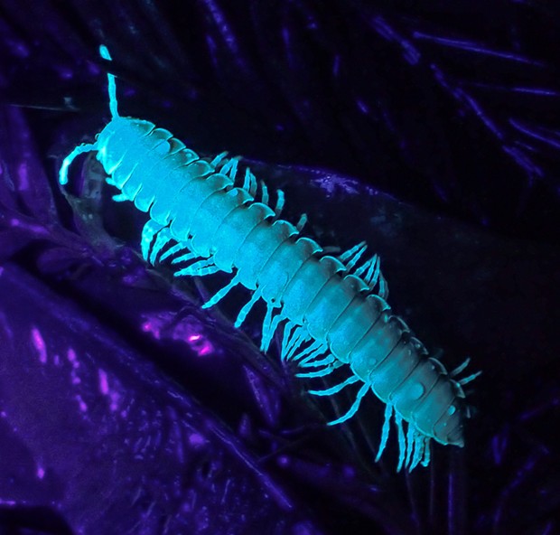 Florescent millipede under black light. - PHOTO BY ANTHONY WESTKAMPER