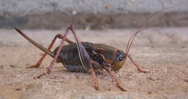 Female Mormon cricket in Nevada in 2004. - PHOTO BY ANTHONY WESTKAMPER