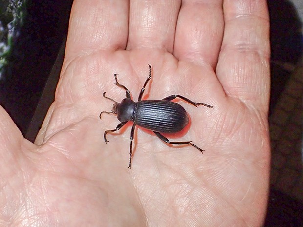 A darkling beetle in the hand. - PHOTO BY ANTHONY WESTKAMPER