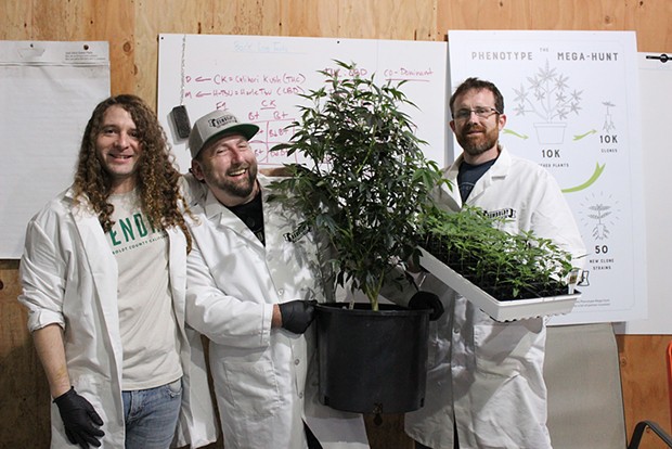 Left to right: HendRx Farms CEO Daniel Hendricks, Humboldt Seed Co. founder Nat Pennington and HendRx Farms Head of Cultivation Skyler Palmer pose with the Vanilla Frosting cannabis strain found in the phenotype mega hunt that sorted through 10,000 individual plants to find new strains. - PHOTO BY THADEUS GREENSON
