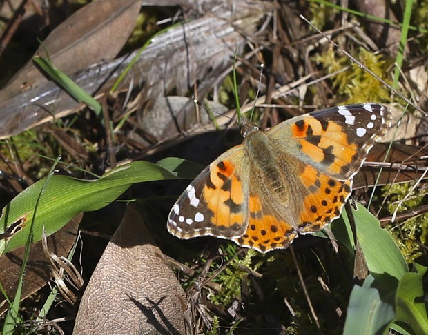 Painted lady is probably the most cosmopolitan of butterflies. - PHOTO BY ANTHONY WESTKAMPER