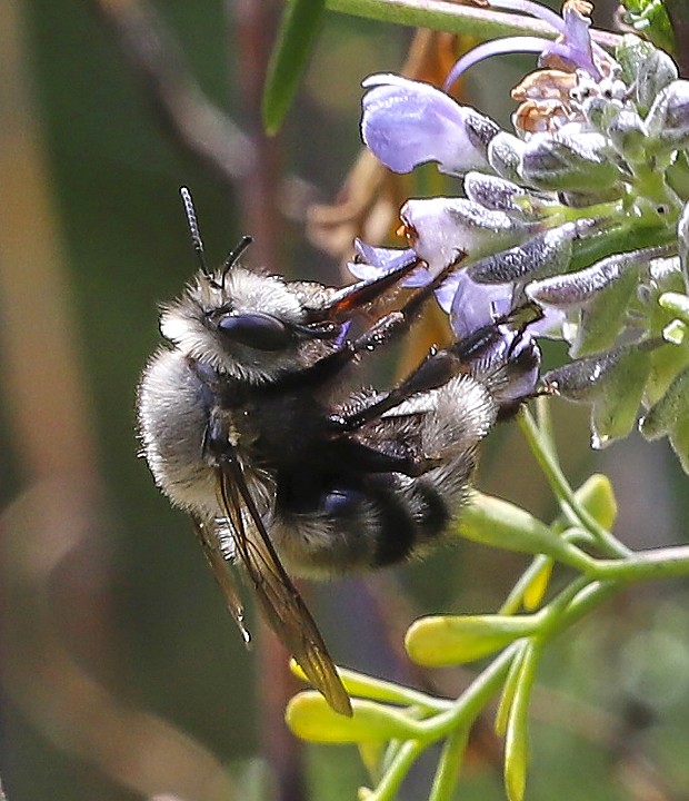 Pacific digger bee almost too quick to follow is an agile and active pollinator. - PHOTO BY ANTHONY WESTKAMPER