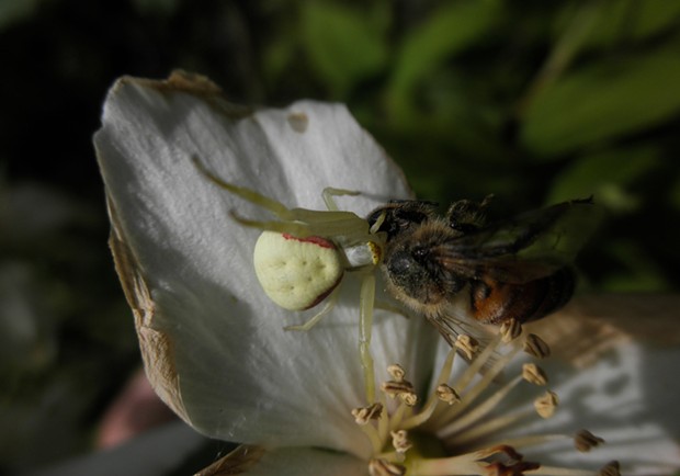 Crab/flower spider was not deterred by the deadly stinger of this honeybee. - PHOTO BY ANTHONY WESTKAMPER