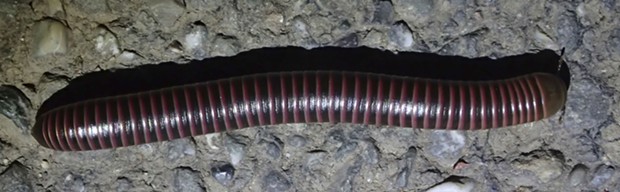 Big millipede (Tylobolus uncigerus?) nearly 4 inches long. Most likely what the lady was hunting. - PHOTO BY ANTHONY WESTKAMPER