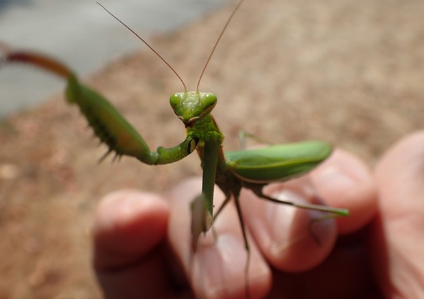 Mantis selfie got the best laugh from the kids. - PHOTO BY ANTHONY WESTKAMPER