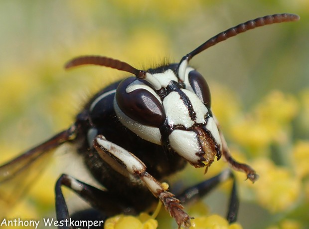 The bald faced hornet with mandibles agape. - PHOTO BY ANTHONY WESTKAMPER
