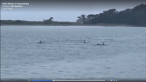 Orcas were spotted in Humboldt Bay. - SCREENSHOT FROM MADAKET VIDEO
