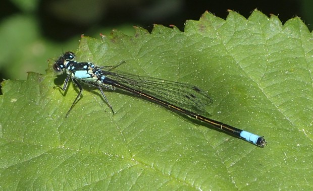 Pacific forktail. - PHOTO BY ANTHONY WESTKAMPER