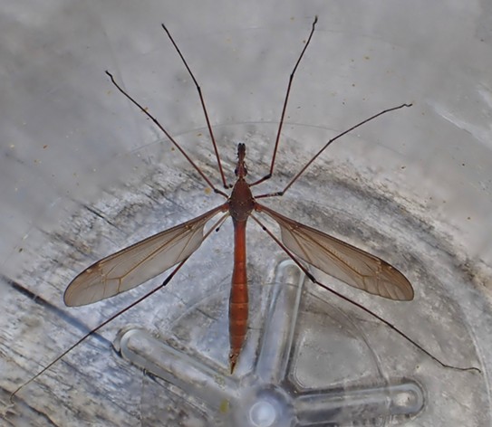 A giant crane fly with its wings spread to show its abdomen. - ANTHONY WESTKAMPER