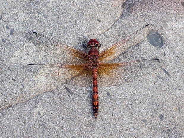 Red rock skimmer dragonfly shows characteristic wing posture and shapes. - PHOTO BY ANTHONY WESTKAMPER