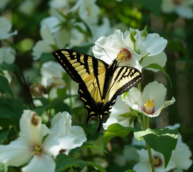Western tiger swallowtail (Papilio rutulus). - PHOTO BY ANTHONY WESTKAMPER