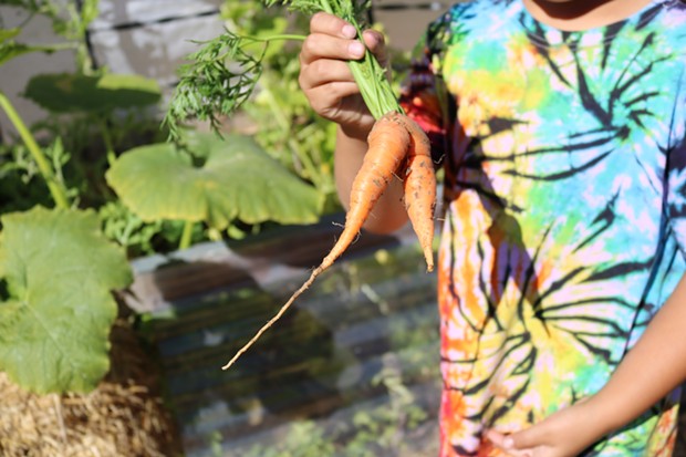 Carrots from Tamara McFarland's edible garden. - IRIDIAN CASAREZ