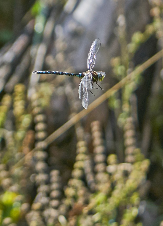 Darner dragonfly, species not determined. - PHOTO BY ANTHONY WESTKAMPER