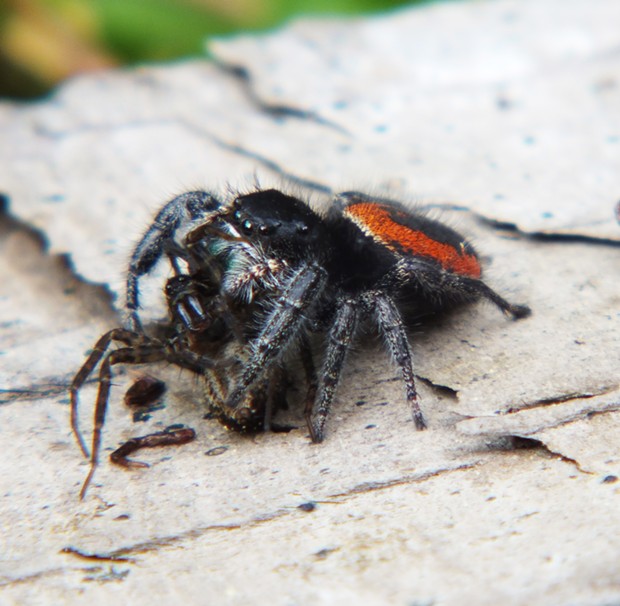 Jumping spider dines on an unfortunate wolf spider. - PHOTO BY ANTHONY WESTKAMPER