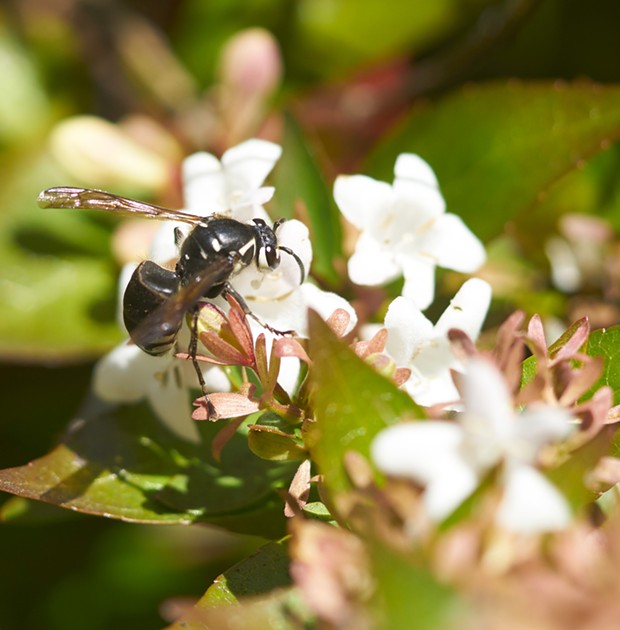 Bald faced hornet sips nectar. - PHOTO BY ANTHONY WESTKAMPER