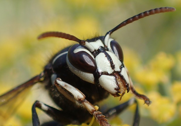 Bald faced hornet closeup and personal. - PHOTO BY ANTHONY WESTKAMPER