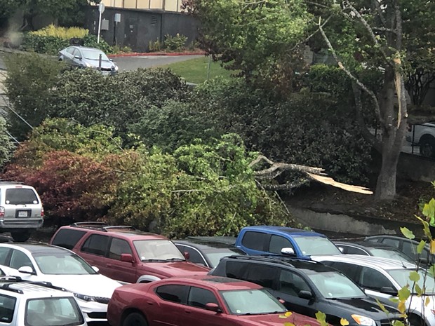 A downed tree at Humboldt State University covered at least two cars. - PHOTO COURTESY OF PEGGY METZGER
